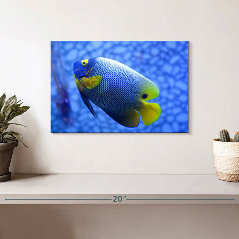 Angelfish bleu corail Brampt, H 8 po x l 12 po