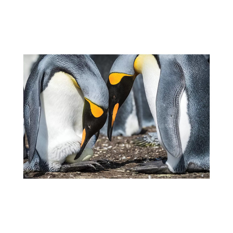King Penguin Transferring Egg Onto Feet, Volunteer Beach, East Falkland Island by Tui De Roy - Wrapped Canvas Print