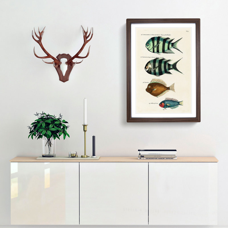 East Indies Fish Illustrations Fol. 33 by Louis Renard - Picture Frame Painting Print, Walnut Framed, 36cm H x 27cm W x 2cm D
