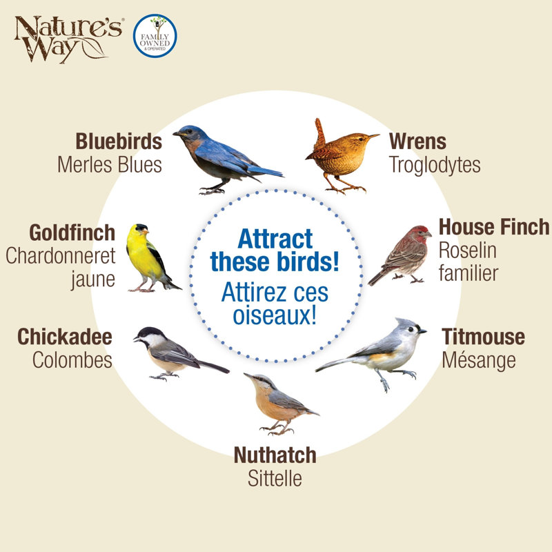 Mangeoire à oiseaux Bluebird