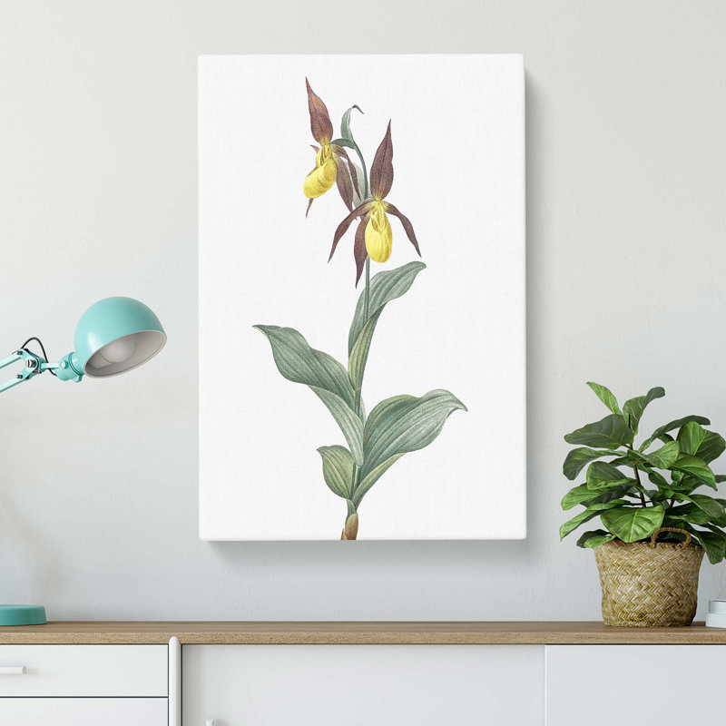 Ladys Slipper Orchid by Pierre-Joseph Redoute - Wrapped Canvas, 50.8 cm H x 35.6 cm W