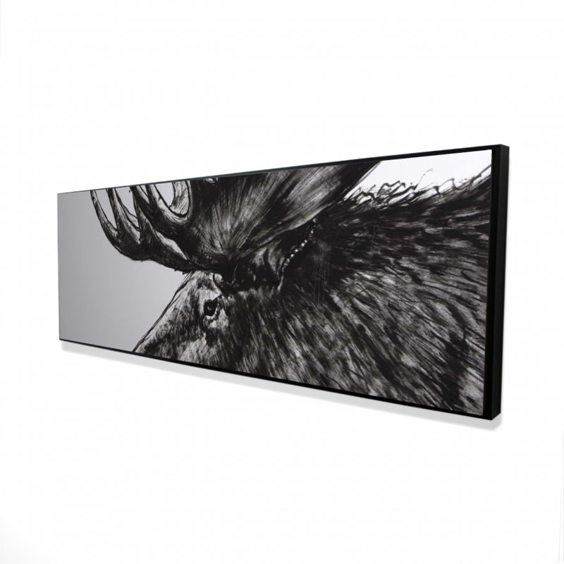 " Moose Plume "