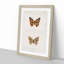 Painted Lady Butterfly by S.F. Denton - Framed Print-55578344-55578348