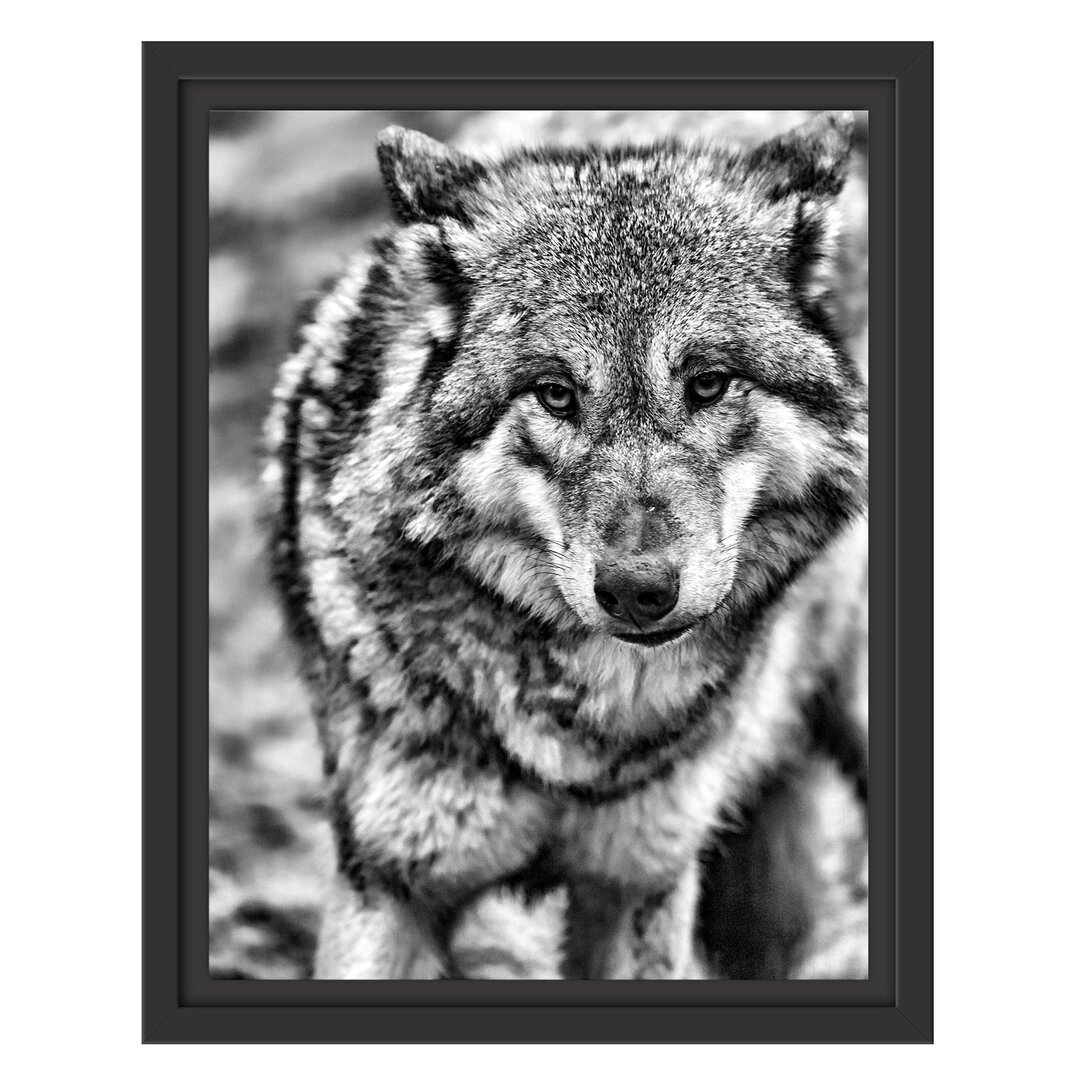 Gerahmtes Wandbild scheuer Wolf