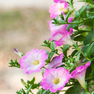 Queensway " Petunias Flowers " by Peangdao
