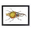 Hercules Beetle by George Shaw - Framed Print-55641727-55641731