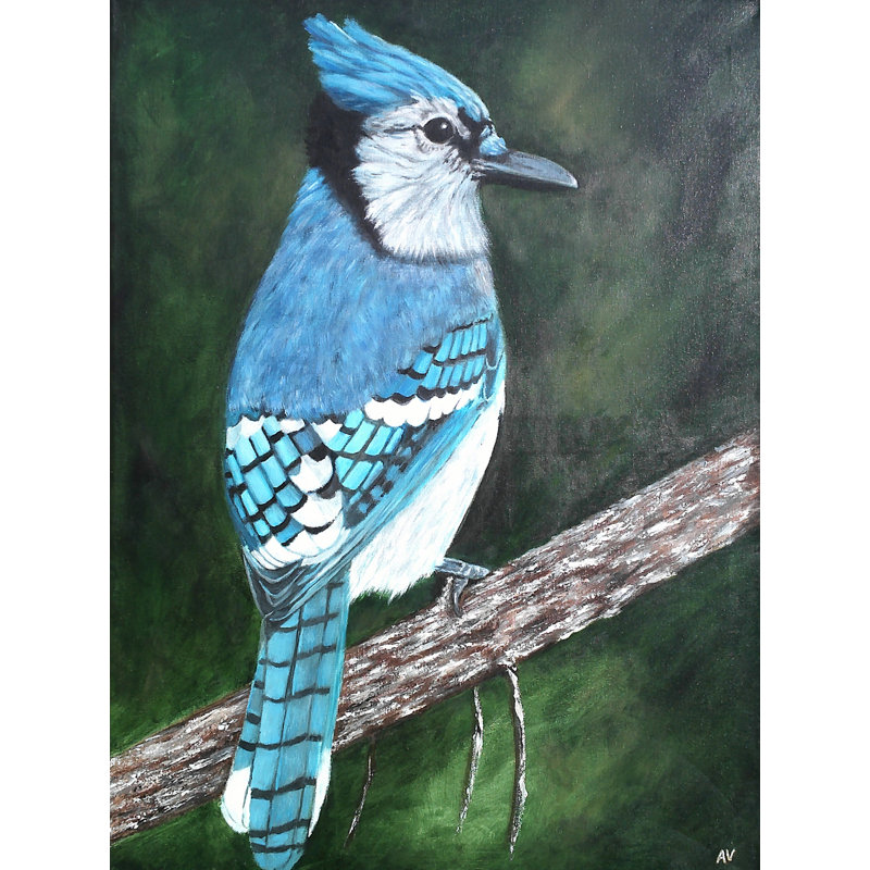 «Blue Jay» par Amy Valiante - reproduction d'art, Aucun mat, Toile tendue, H 16 po x l 2 po x P 2 po
