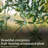 Flowering American Plant Exchange Arbequina Olive Tree, 6-Inch Pot, Live Fruiting Plant, Self-Pollinating Houseplant