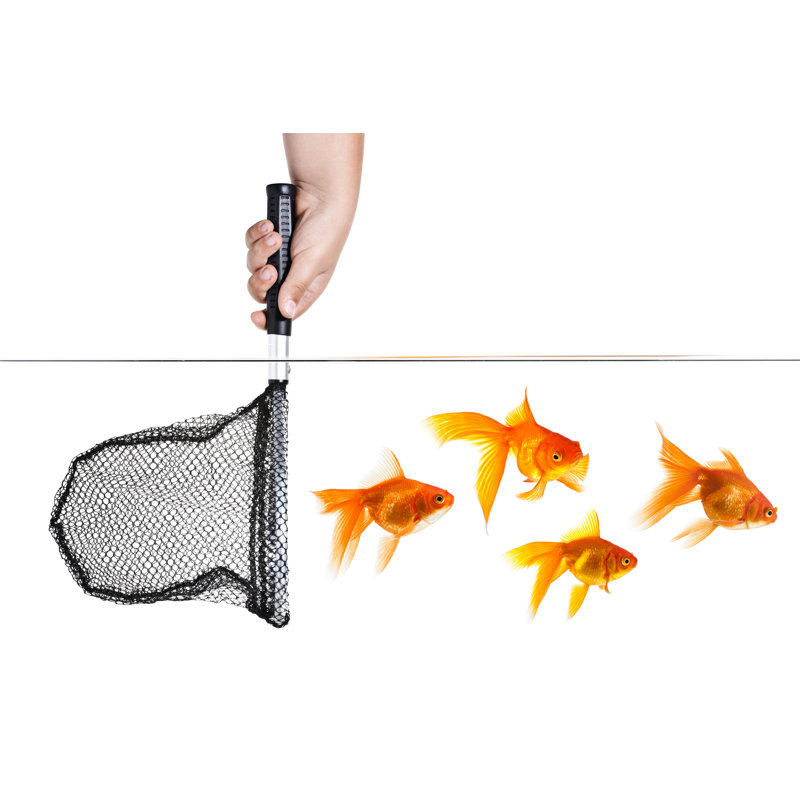 Goldfishes Escape by Mehmettorlak - No Frame Art Prints on Canvas, 61cm H x 91cm W