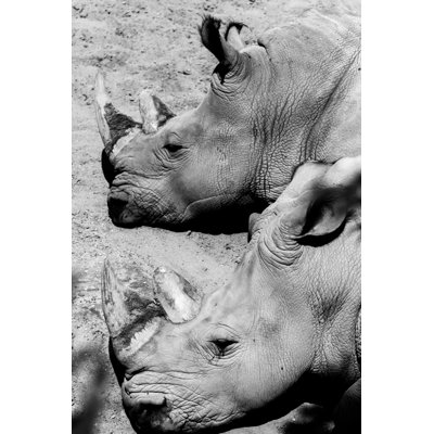 Rhino Double - Wrapped Canvas Print