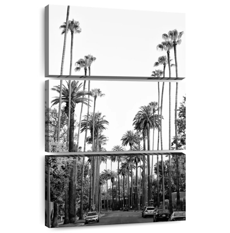 Palmiers de Nicci - Californie - Los Angeles, H 65 po x l 42 po