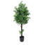 Olive Tree extérieur / intérieur