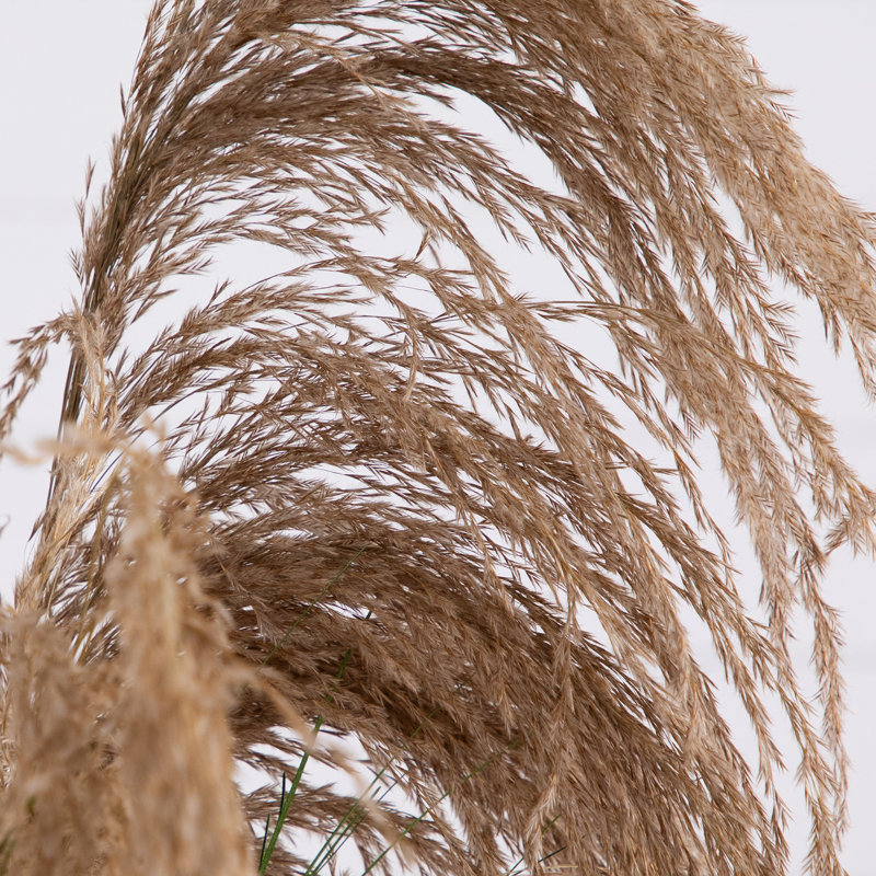 4ft. Artificial Pampas Grass