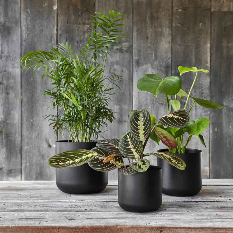 Lisbon Ceramic Indoor Planter, 26cm H 26cm D, Anthracite