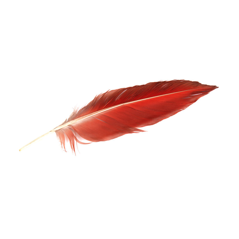 Plume de perroquet de Mashabuba, H 24 po x l 36 po