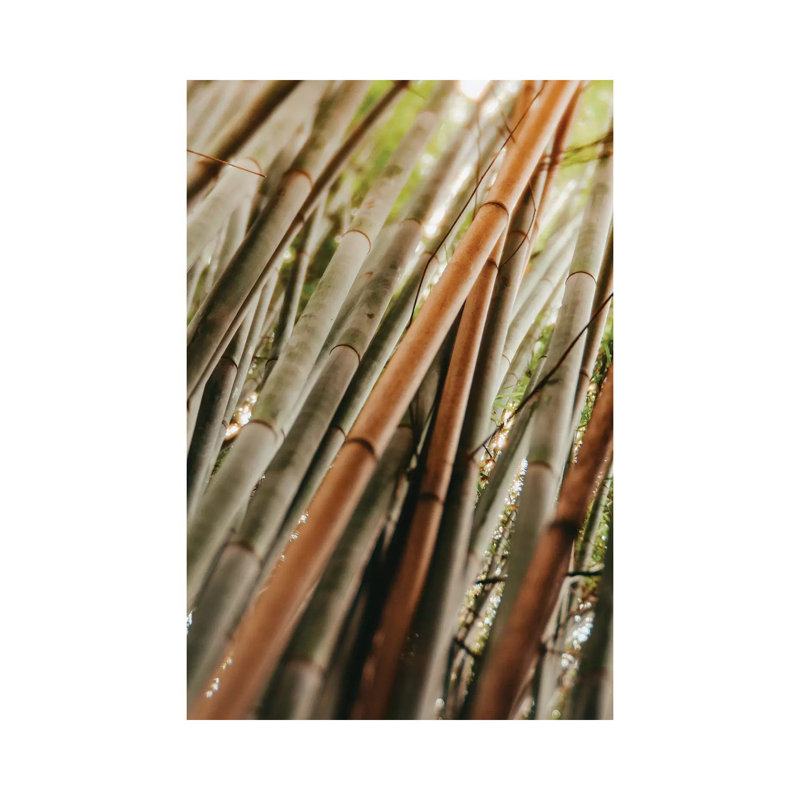 Bamboo Study LI - Wrapped Canvas Print, 66.04 cm H x 45.72 cm W x 1.91 cm D