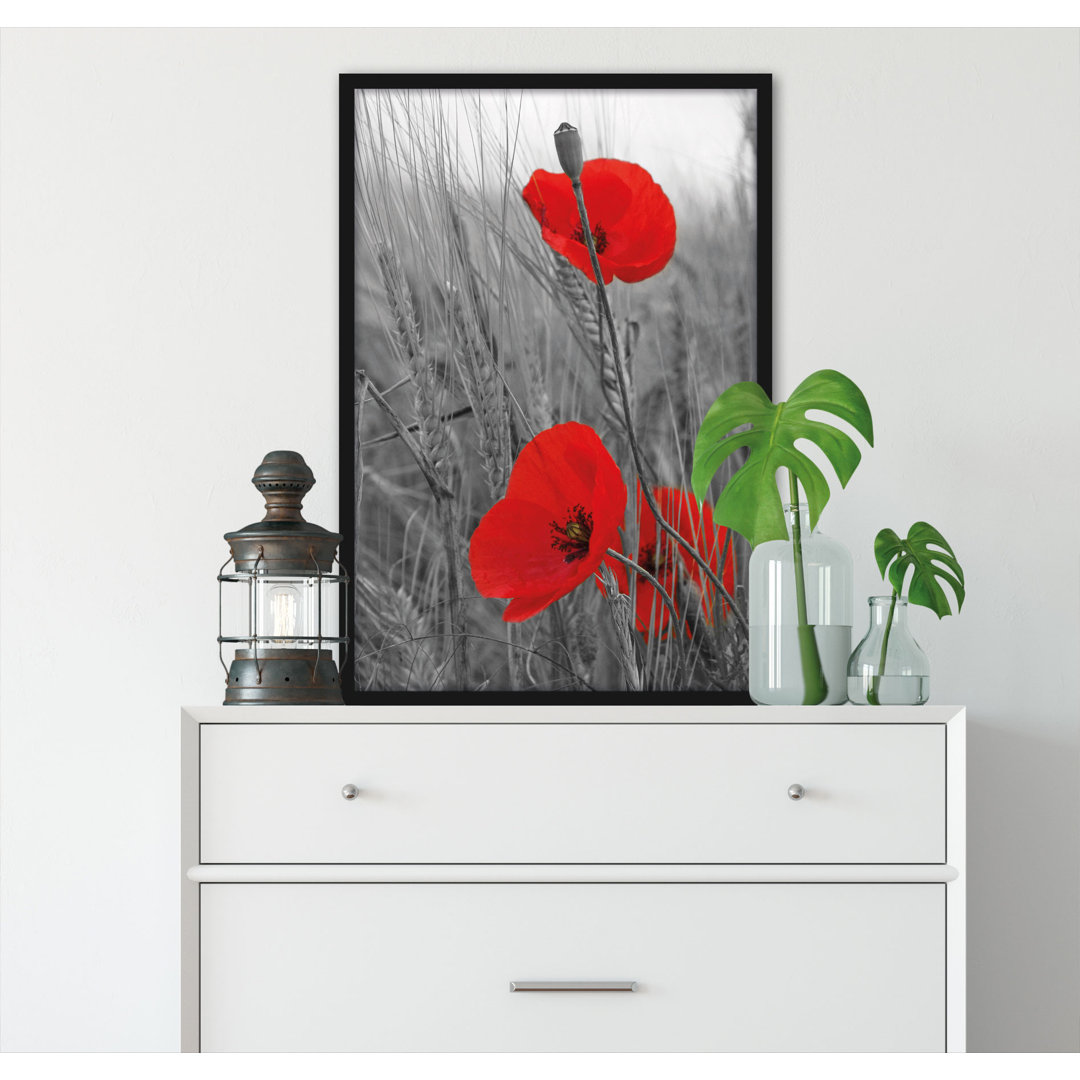 Gerahmter Grafikdruck "Single Poppies in a Cereal Field"