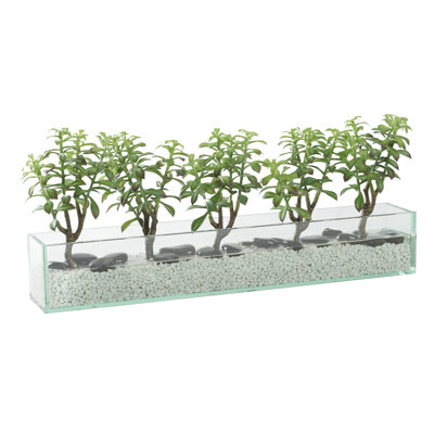Plantes grasses en verre d'aquarium rectangulaire