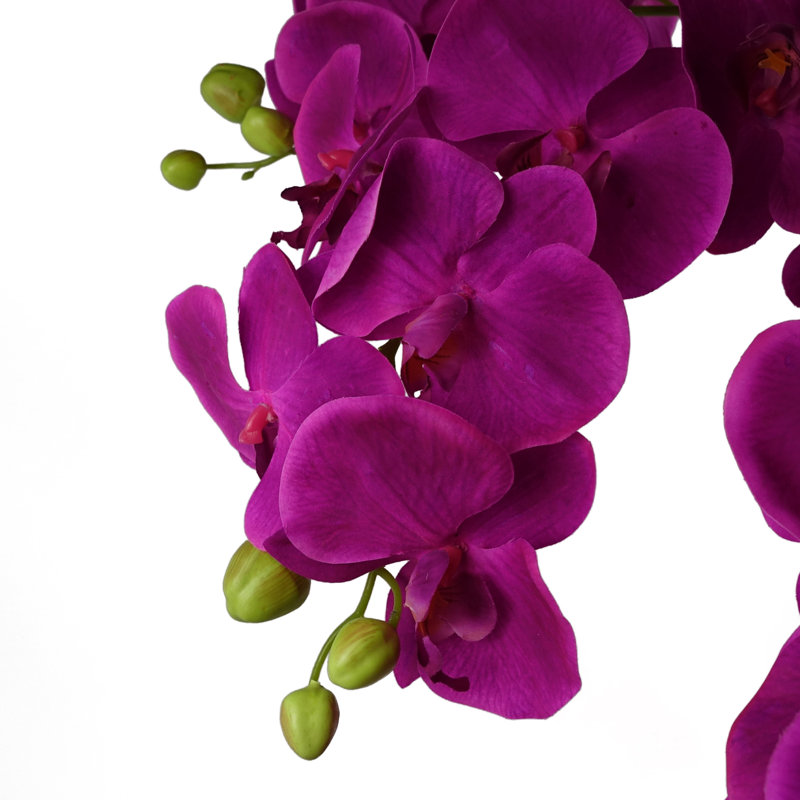 Anneus 150cm Plant