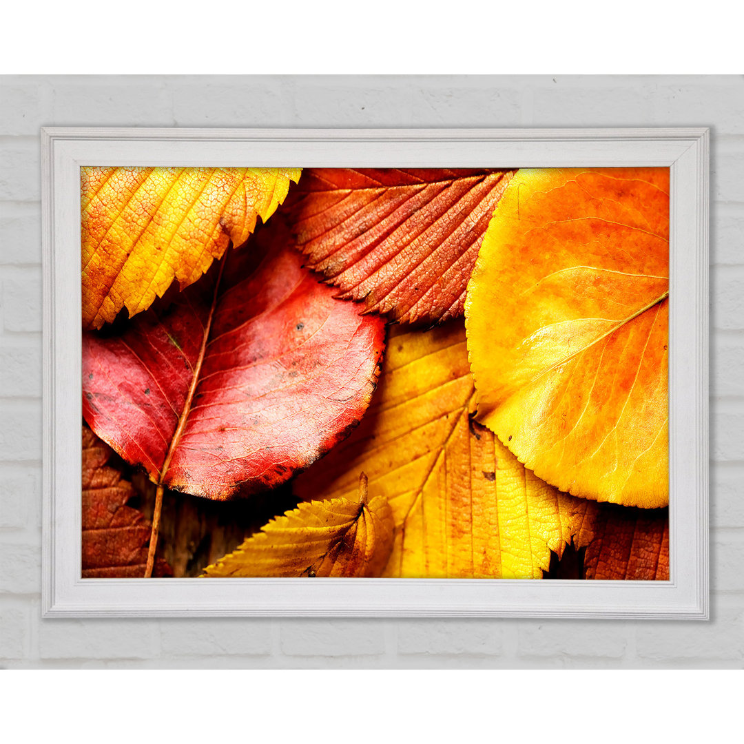 Beautiful Autumn Leaves - Einzelne Bilderrahmen Kunstdrucke