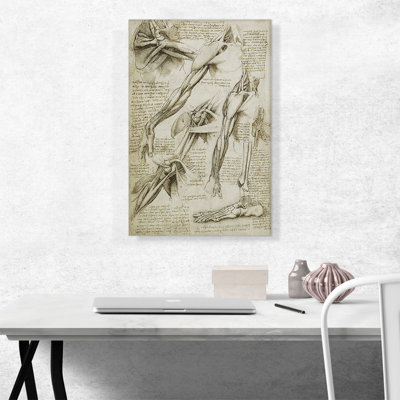Études sur les muscles du corps et des bras par Leonardo Da Vinci - reproduction d'art sur toile tendue