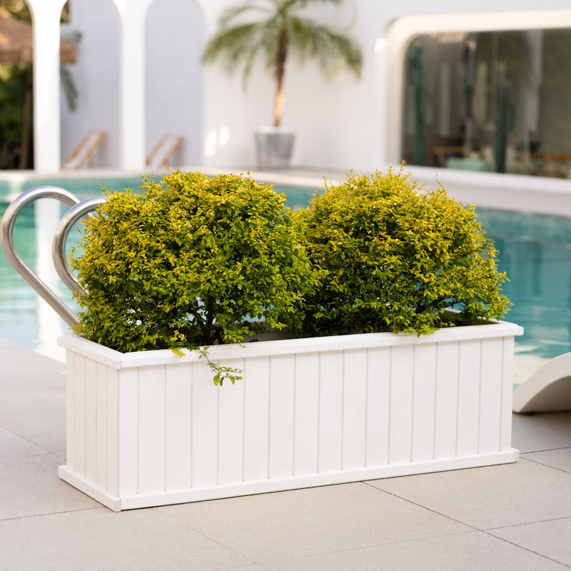 Boîte à fleurs rectangulaire en cèdre massif avec trous de drainage Barros, Blanc, H 15,25 po x l 48 po x P 15,25 po
