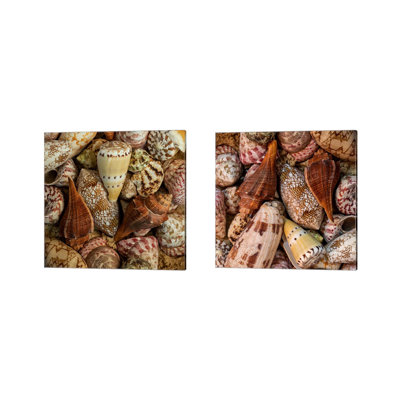 " Mini Conch Shells I & II " by Andy Amos 2 - Pieces