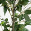 140cm Faux Ficus Tree