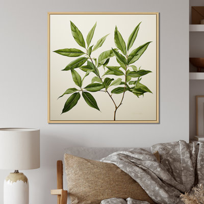 " Olive Outline Minimalist Leaves Foliage II "