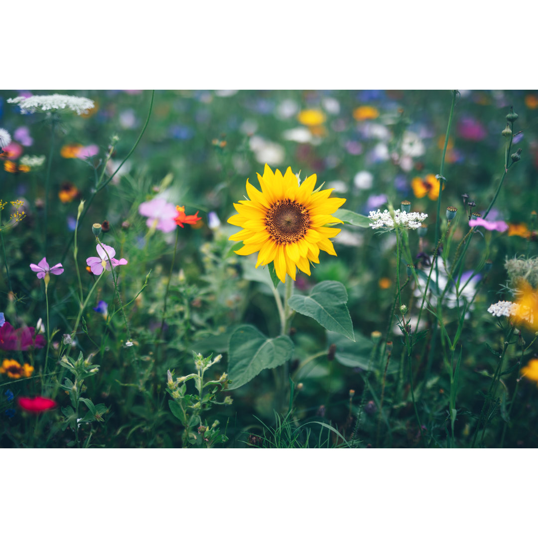 Schöne Wiese mit Sonnenblume von Borchee - Drucken