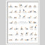 «Complétez le tableau de poses de yoga 40 positions de yoga essentielles pour les débutants et les experts en petit décor»-101376445-101376444