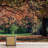 Autumn Fall Tree Leaf Park-88769913