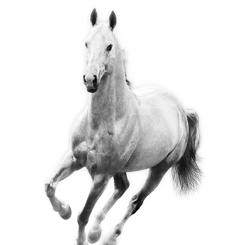 Le Cheval Blanc IV par Sofia Fox - photographie, Extérieur, H 32 po x l 24 po x P 1,5 po
