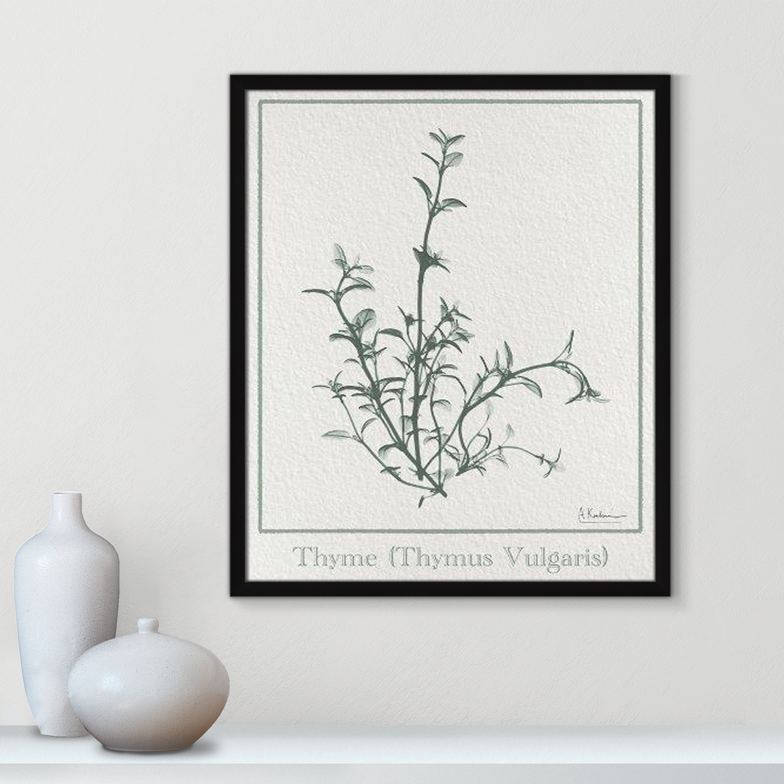Jeanette "Thymus Vulgaris" Print, 25.5" H x 21.5" W x 1.25" D, Black Framed Paper