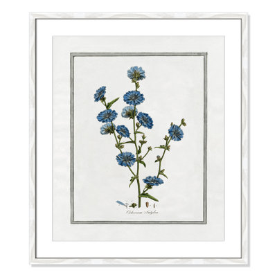 Colombe "Soft Botanical I" Print