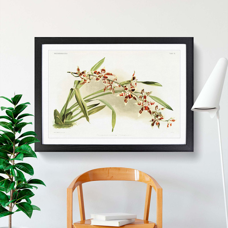 Magnolia Flowers Illustration Tab. 21 by Frederick Sander - Picture Frame Painting Print, 27cm H x 36cm W x 2cm D