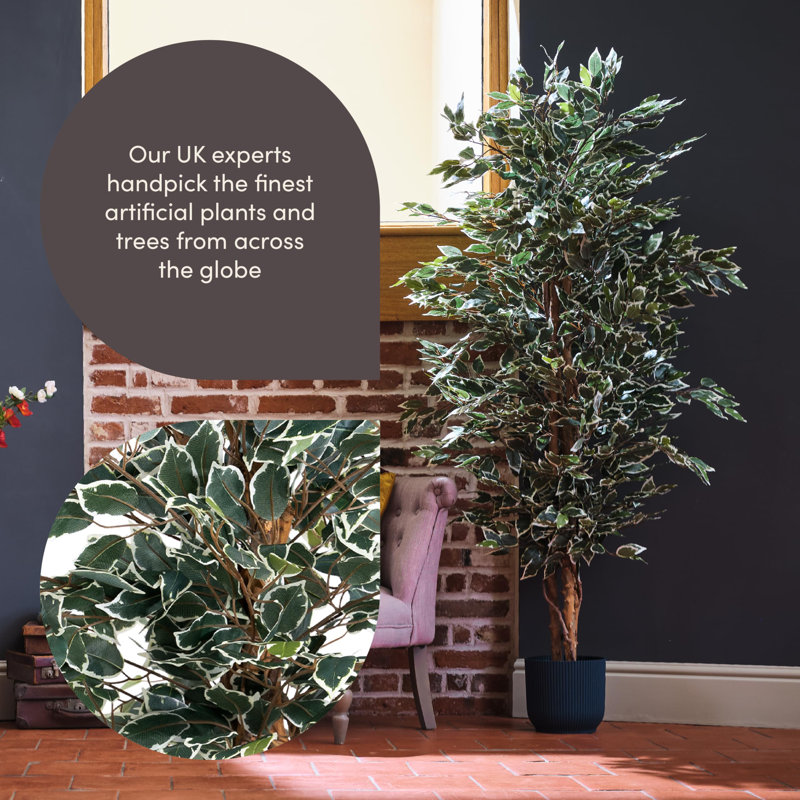 180cm Plant