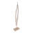 Albrechtice Tall Wood Floor Statue Sculpture with Travertine Base – Modern Figurine Decoration for Living Room or Entryway Accent – Decorative Object for Home Décor – 68", White