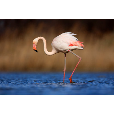 Greater Flamingo - Wrapped Canvas Print
