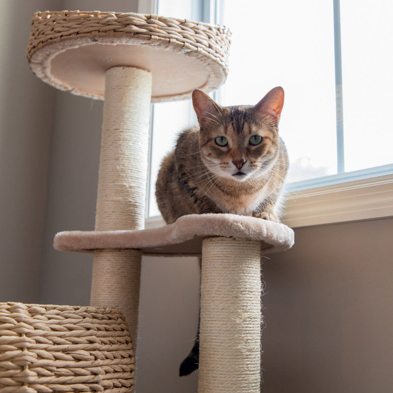 90cm H Cat Tree