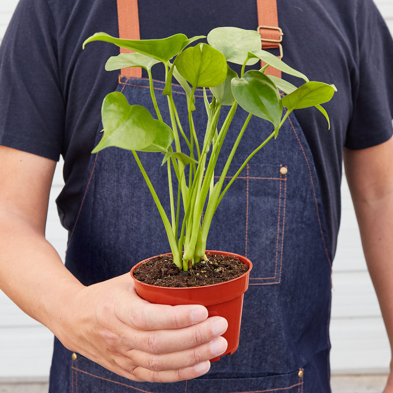 House Plant Shop Live Foliage Plant