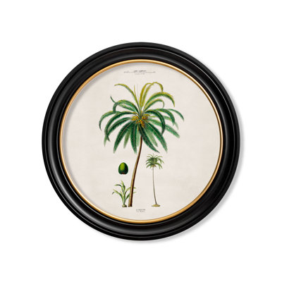 Coconut Palm by Mid-1800s - Single Picture Frame Print on Archival Matt 230gsm Paper