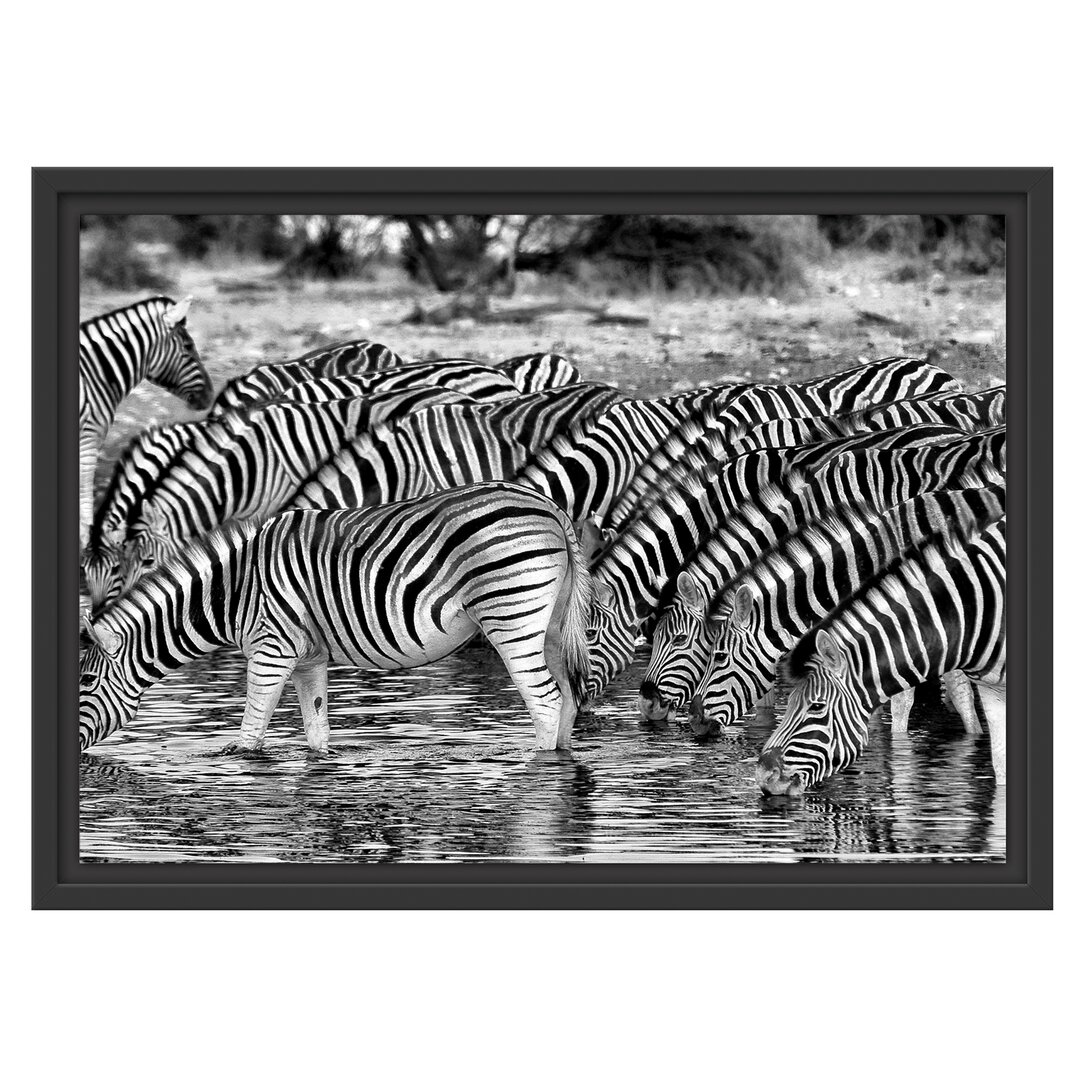 Gerahmtes Wandbild Zebras Safari Afrika