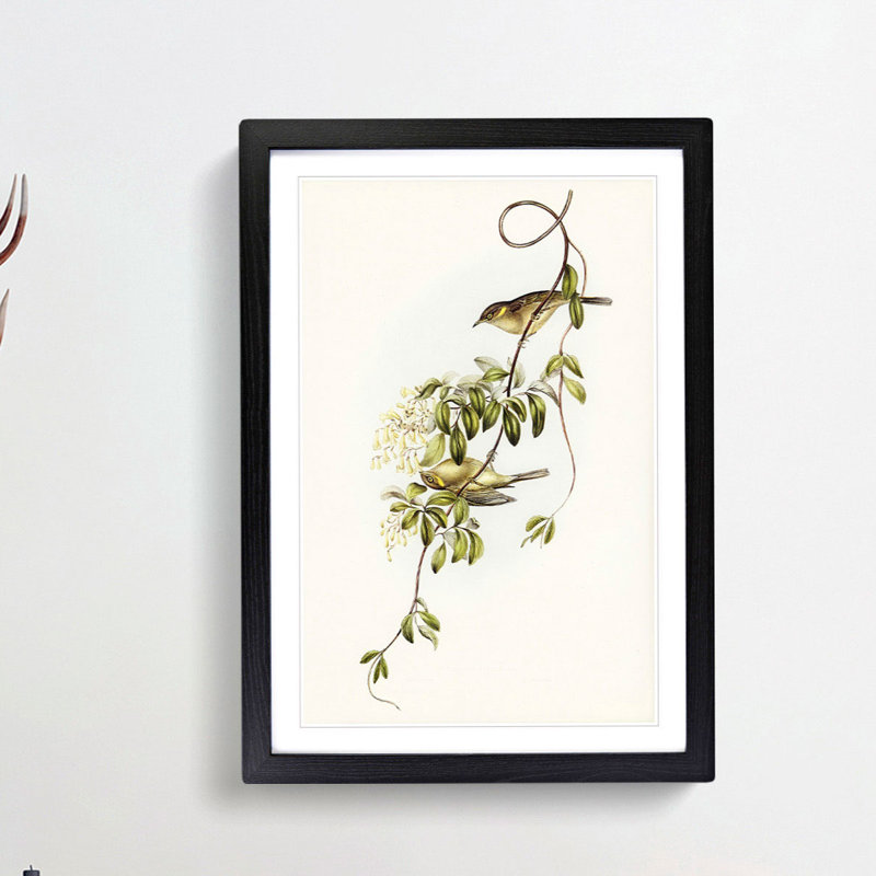 Fuscous Honeyeater Birds by Elizabeth Gould - Framed Print, 48cm H x 36cm W x 2cm D, Black Framed