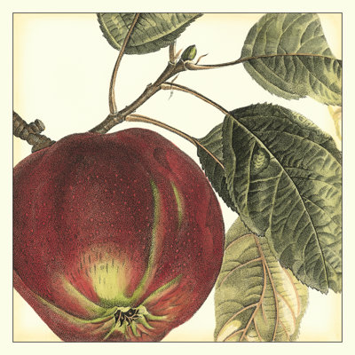 Apple by Vision Studio - Wrapped Canvas Art Prints
