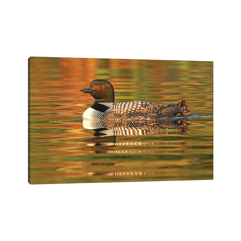 Sunrise Swimmer by Brian Wolf - Wrapped Canvas Print, 45.72cm H x 66.04cm W x 1.91cm D