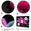 Fuschia Vivacious Flowers I - Floral Canvas Wall Art-10384456-10384503