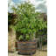 Siri Weather Resistant Planter Feet