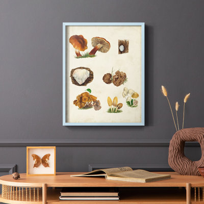 «Mushroom Species I», reproduction encadrée - bois massif