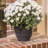 Weather Resistant Saucer Plant Stand